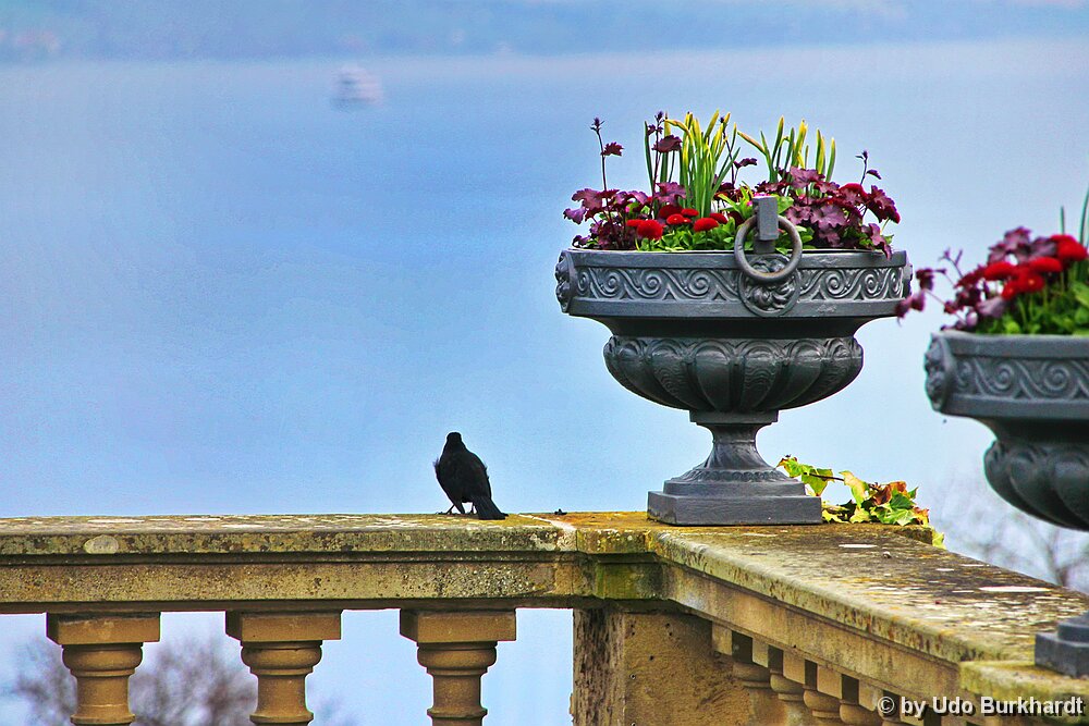 Mainau Auf der Mainau