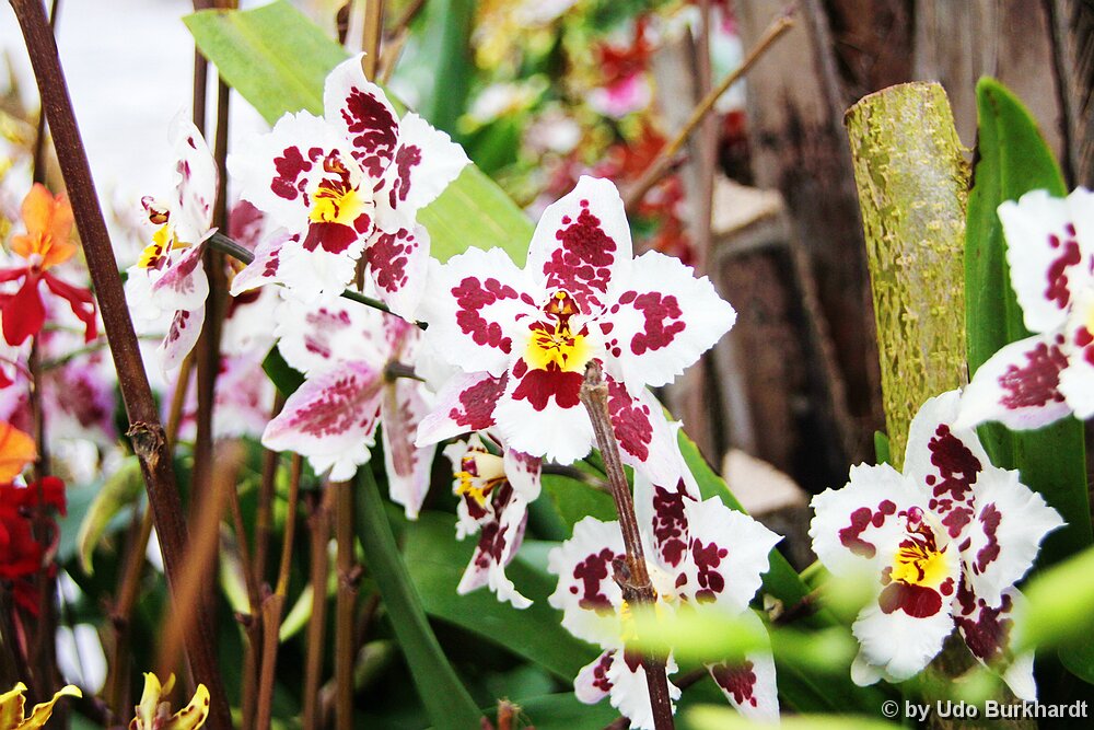 Mainau Orchideenhaus Mainau