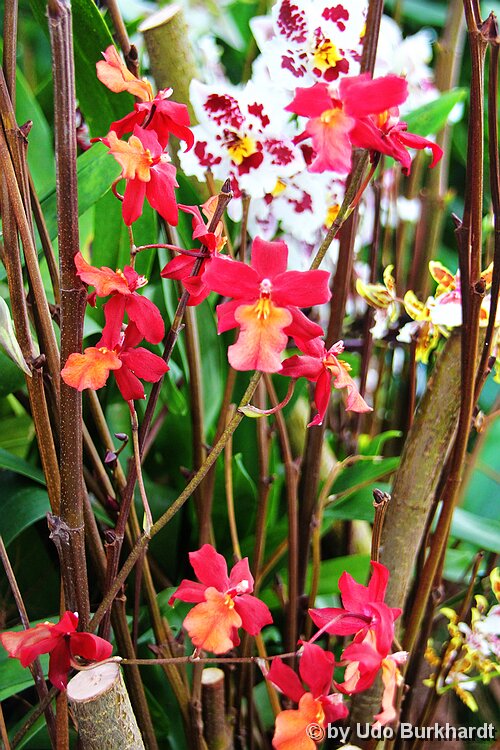 Mainau Orchideenhaus Mainau