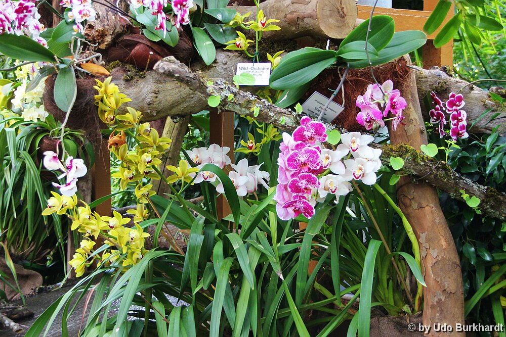 Mainau Orchideenhaus Mainau