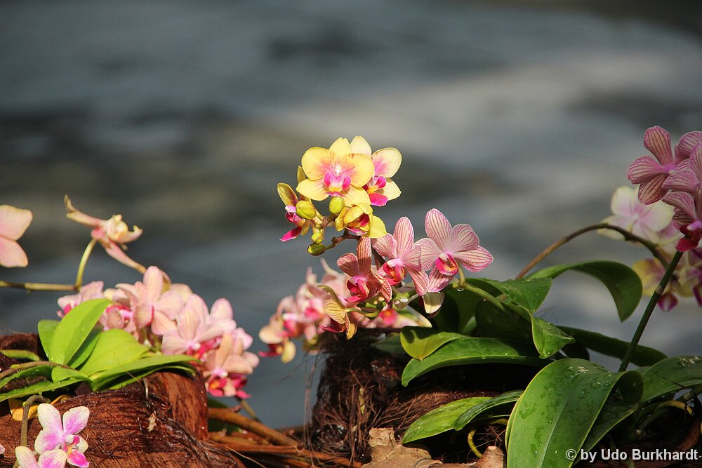 Mainau Orchideenhaus Mainau