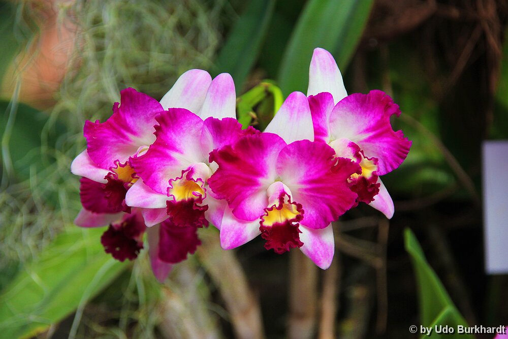 Mainau Orchideenhaus Mainau