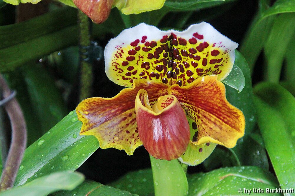 Mainau Orchideenhaus Mainau