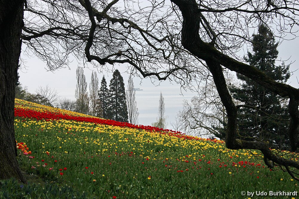 Mainau Tulpenpracht