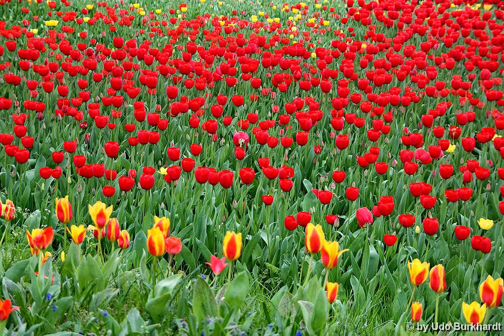 Mainau Tulpenpracht