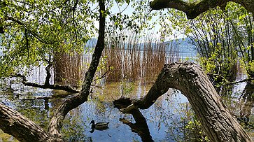 Fraueninsel Uferidylle