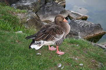 Der Hopfensee Erinnerung