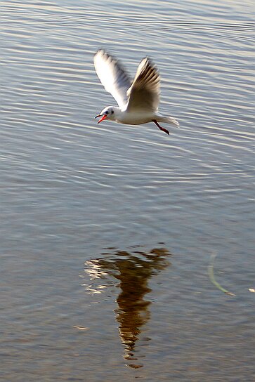 Der Hopfensee Erinnerung