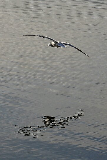 Der Hopfensee Erinnerung