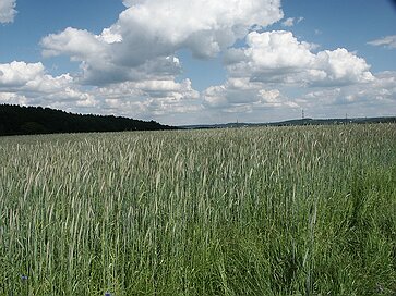 Frühling auf der Langgewann Frühling auf der Langgewann