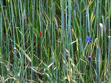 Die Langgewann Kornblume