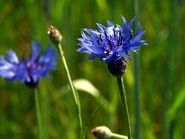 Die Langgewann Kornblume