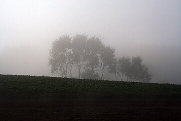 Langgewann im Herbstnebel Langgewann im Herbstnebel