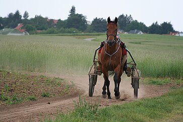 Die Langgewann Sulky auf der Langgewann