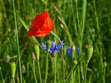 Die Langgewann Die Langgewann - Mohn