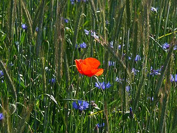 Die Langgewann Die Langgewann - Mohn