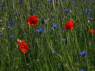 Die Langgewann Die Langgewann - Mohn