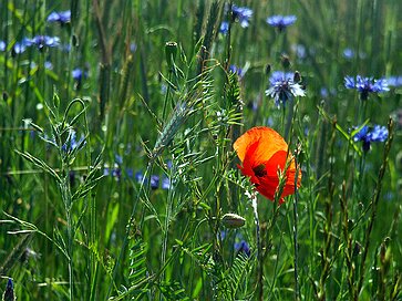 Die Langgewann Die Langgewann - Mohn