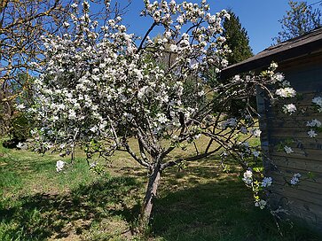 Frühling Der Frühling zieht über das Land