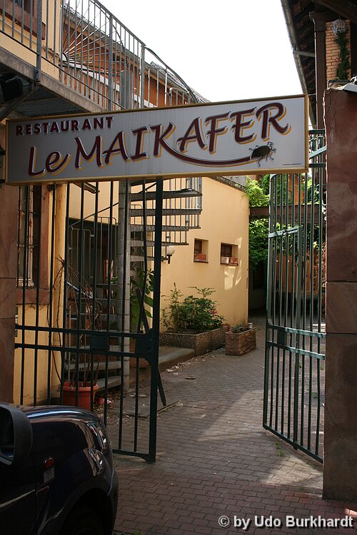 Haguenau Le Maikäfer