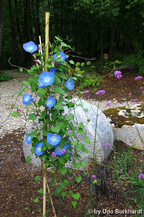 Sarreguemines Jardin des Faïenciers.