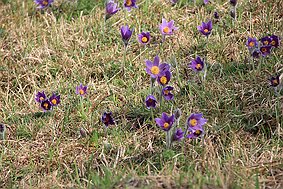 Küchenschelle bei Peppenkum null