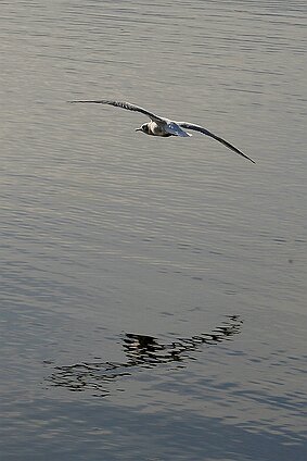 Der Hopfensee Erinnerung