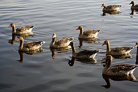 Der Hopfensee Erinnerung