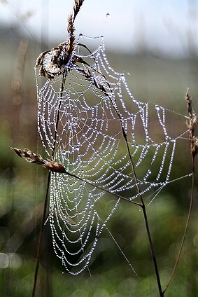 Die Langgewann Spinnennetz