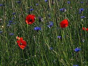 Die Langgewann Die Langgewann - Mohn