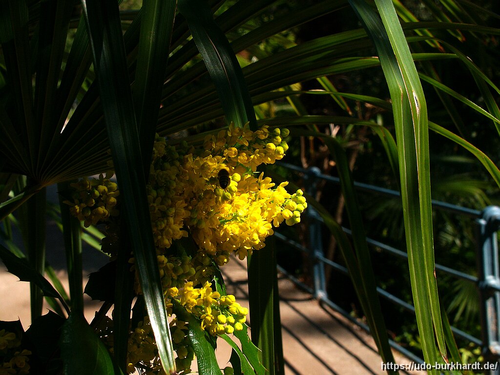Meran Mimosen in Meran