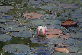 Trauttmansdorff null