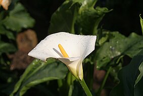 Trauttmansdorff null