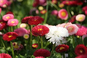 Trauttmansdorff null