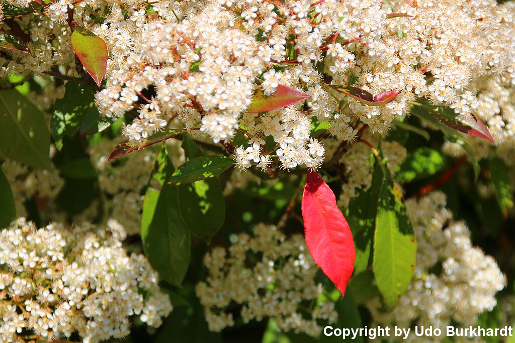 Juni Unser Garten im Juni