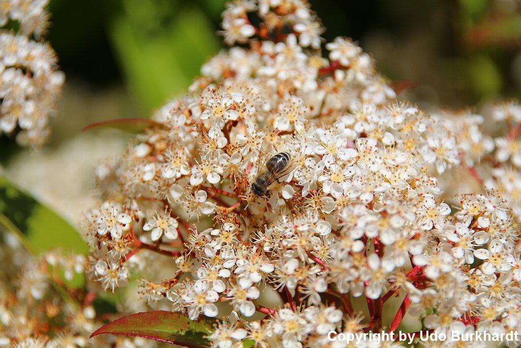 Juni Unser Garten im Juni