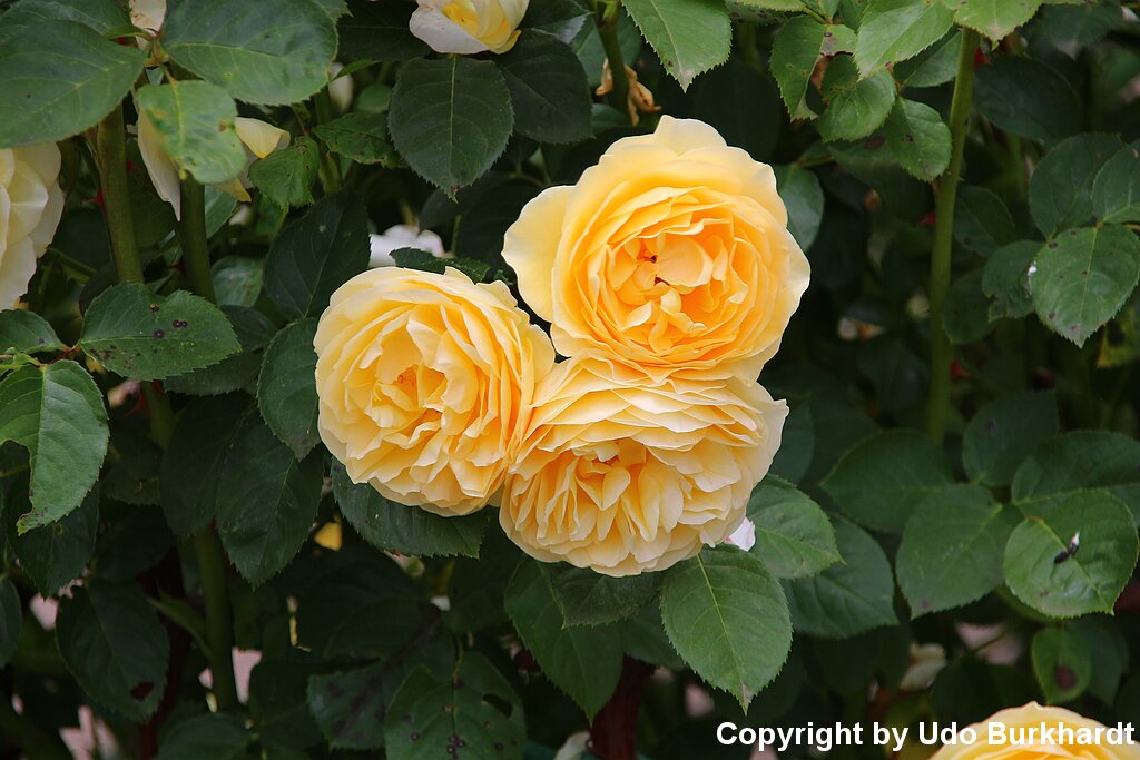 Juni Unser Garten im Juni