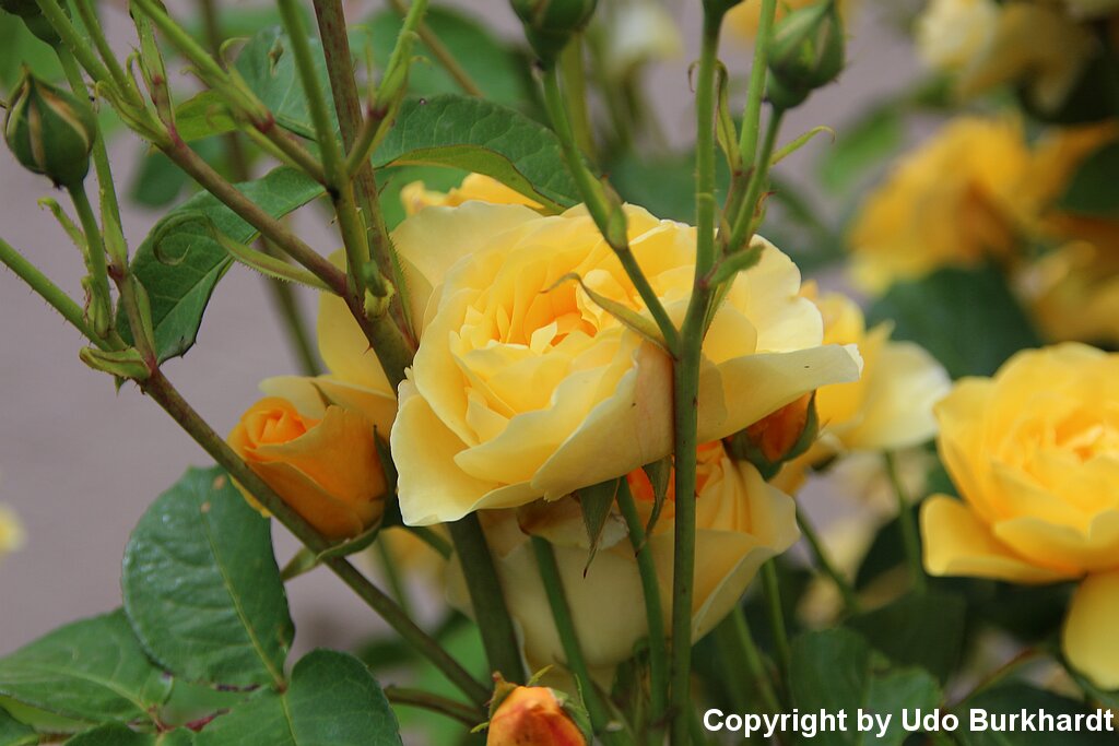 Juni Unser Garten im Juni