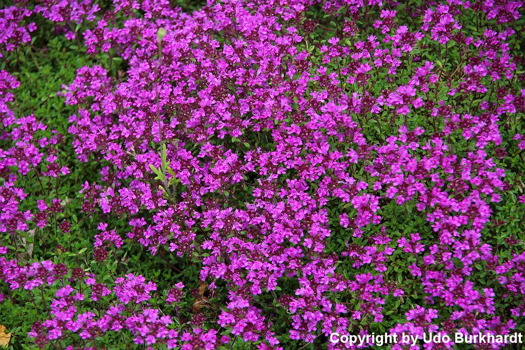 Juni Unser Garten im Juni
