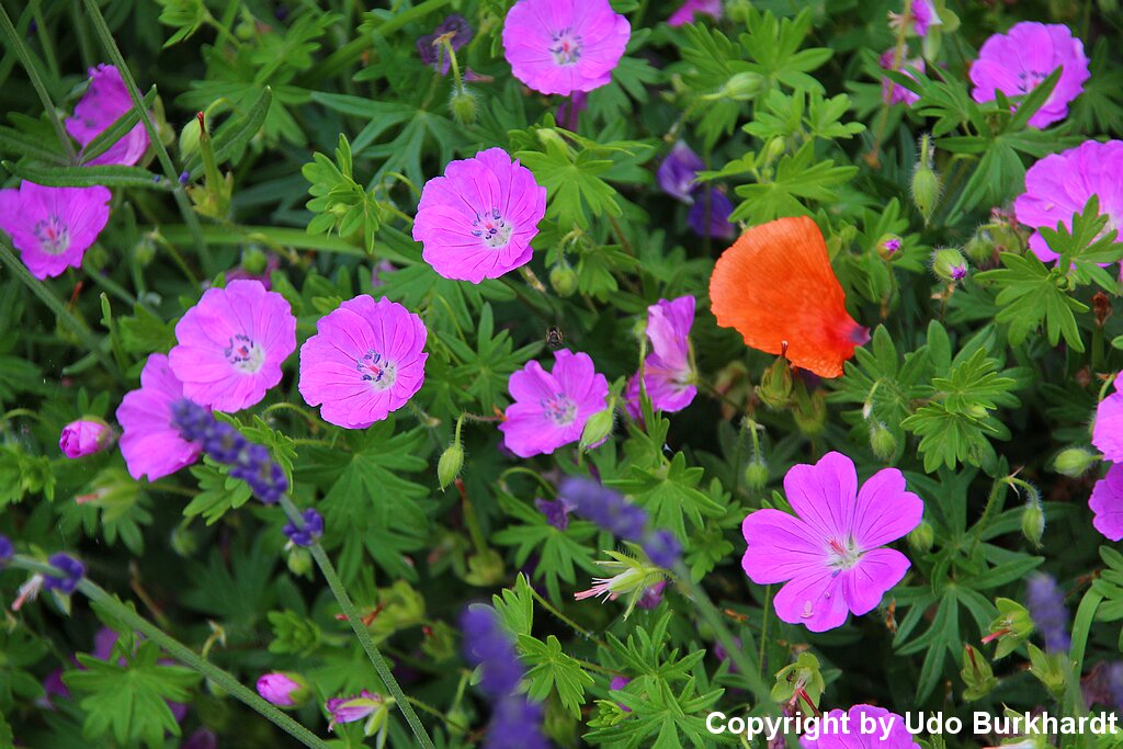 Juni Unser Garten im Juni