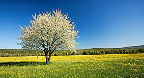 Ein etwas anderer Früling null