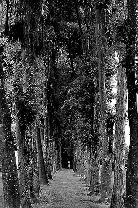 Waginger See Treelineavenue